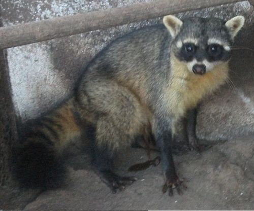 Crab-eating raccoon